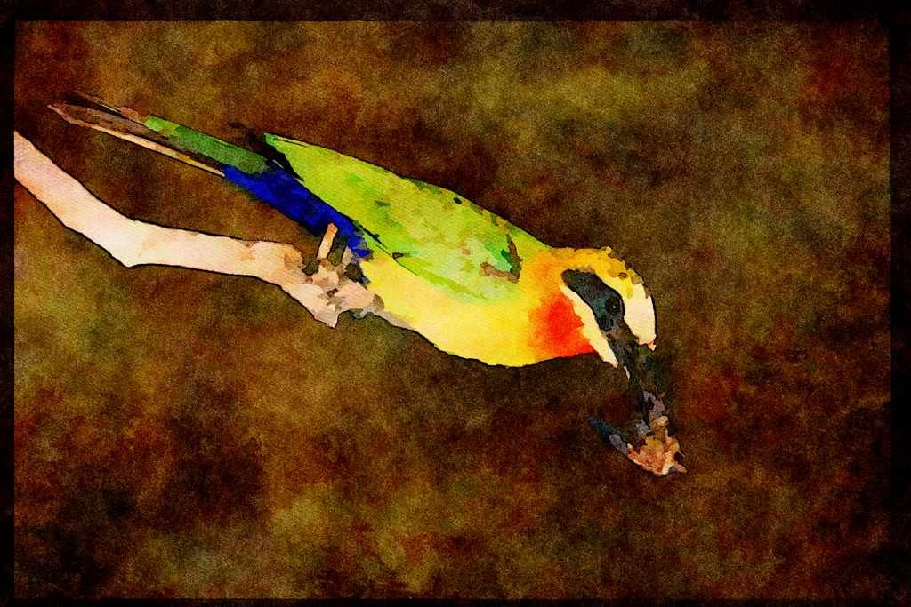 African Birds 268040 Whitefronted Bee Eater A4 Limited Edition Watercolour Print