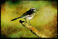 African Birds 268041 Pied Wagtail A4 Limited Edition Watercolour Print
