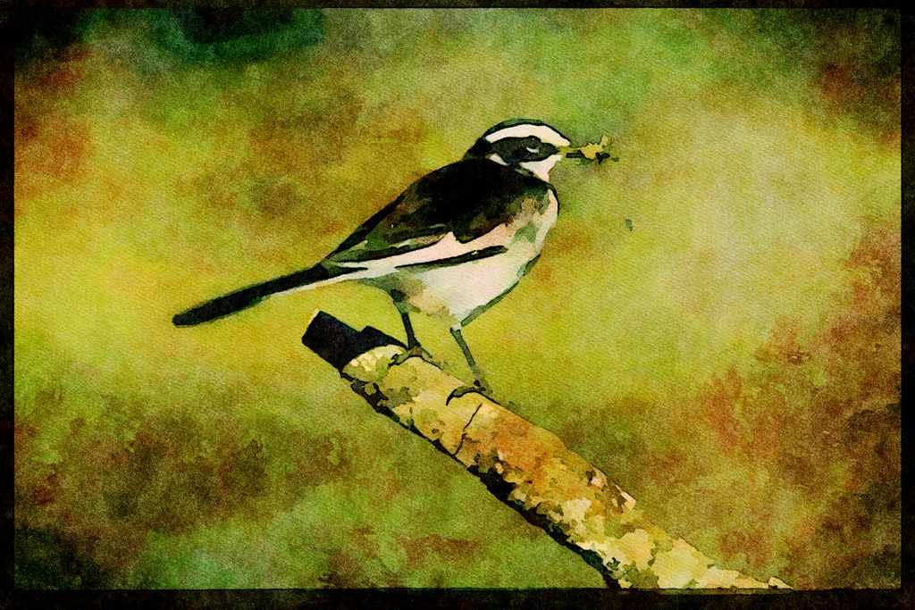 African Birds 268041 Pied Wagtail A4 Limited Edition Watercolour Print