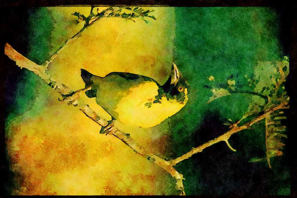 African Birds 268043 Spottedbacked Weaver A4 Limited Edition Watercolour Print