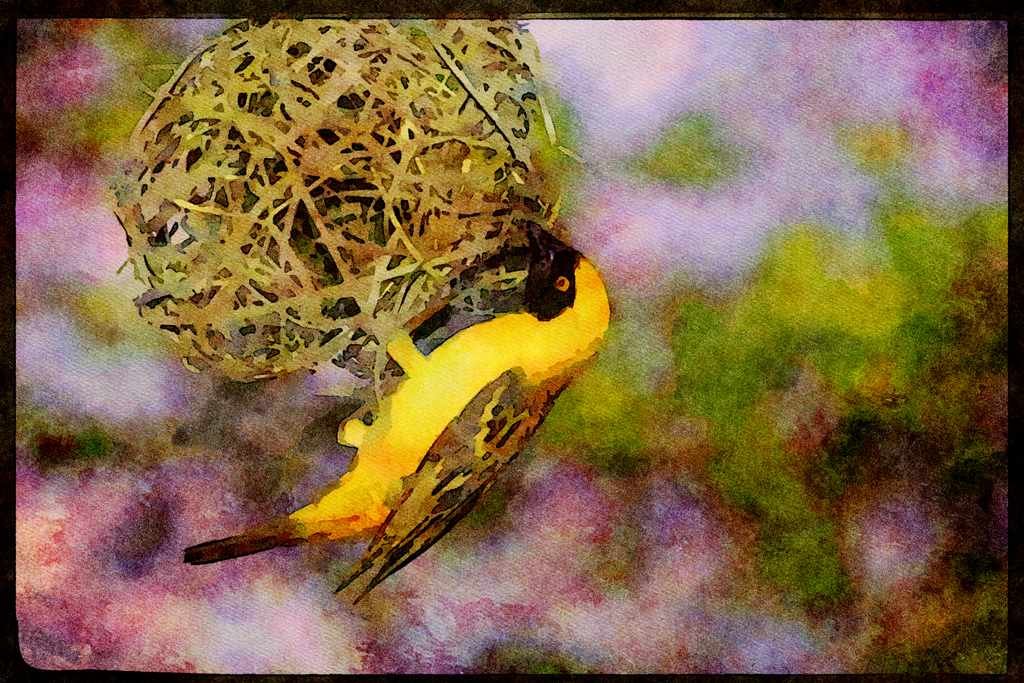 African Birds 268044 Masked Weaver A4 Limited Edition Watercolour Print