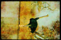African Birds 268045 Ostrich A4 Limited Edition Watercolour Print