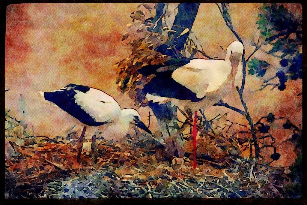 African Birds 268046 White Stork A4 Limited Edition Watercolour Print