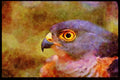 African Birds 268047 Little Sparrowhawk A4 Limited Edition Watercolour Print