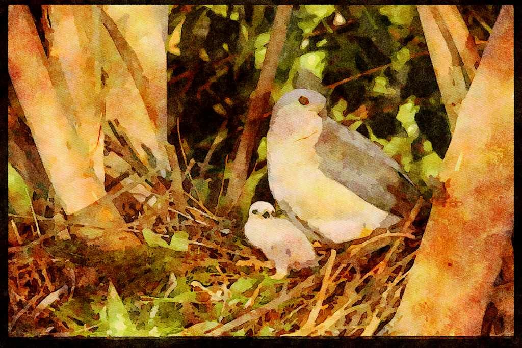 African Birds 268048 African Goshawk A4 Limited Edition Watercolour Print