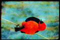 African Birds 268049 Red Bishop Bird A4 Limited Edition Watercolour Print
