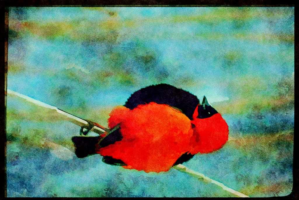 African Birds 268049 Red Bishop Bird A4 Limited Edition Watercolour Print