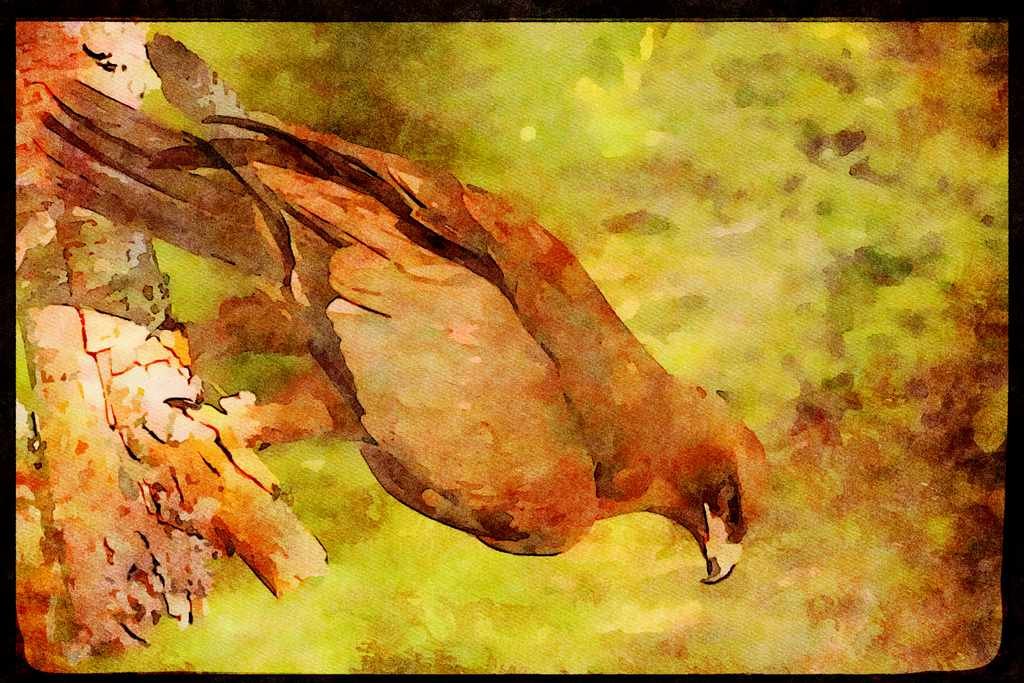 African Birds 268050 Wahlberg's Eagle A4 Limited Edition Watercolour Print