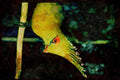 African Birds 268052 Livingstones Lourie A4 Limited Edition Watercolour Print