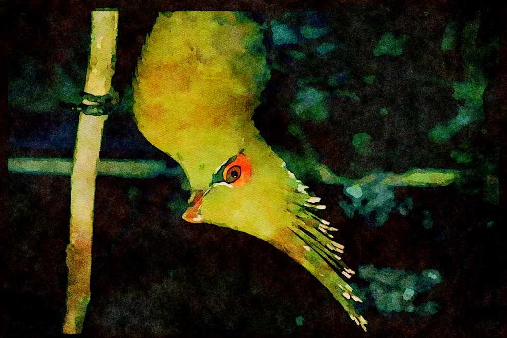 African Birds 268052 Livingstones Lourie A4 Limited Edition Watercolour Print