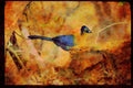 African Birds 268053 Purple Crested Lourie A4 Limited Edition Watercolour Print