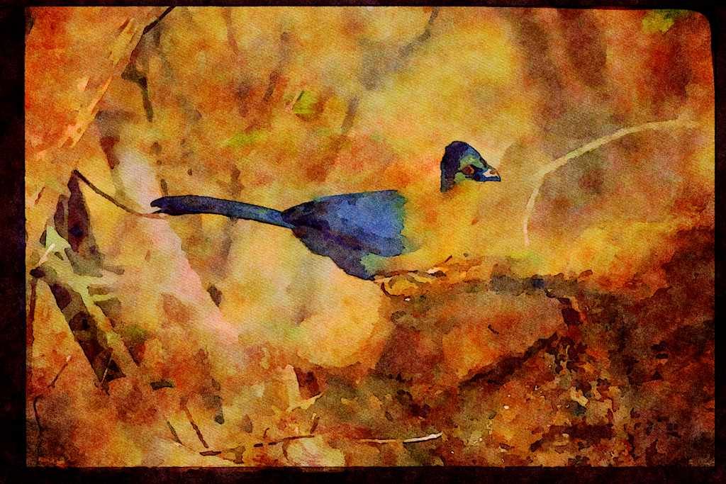 African Birds 268053 Purple Crested Lourie A4 Limited Edition Watercolour Print