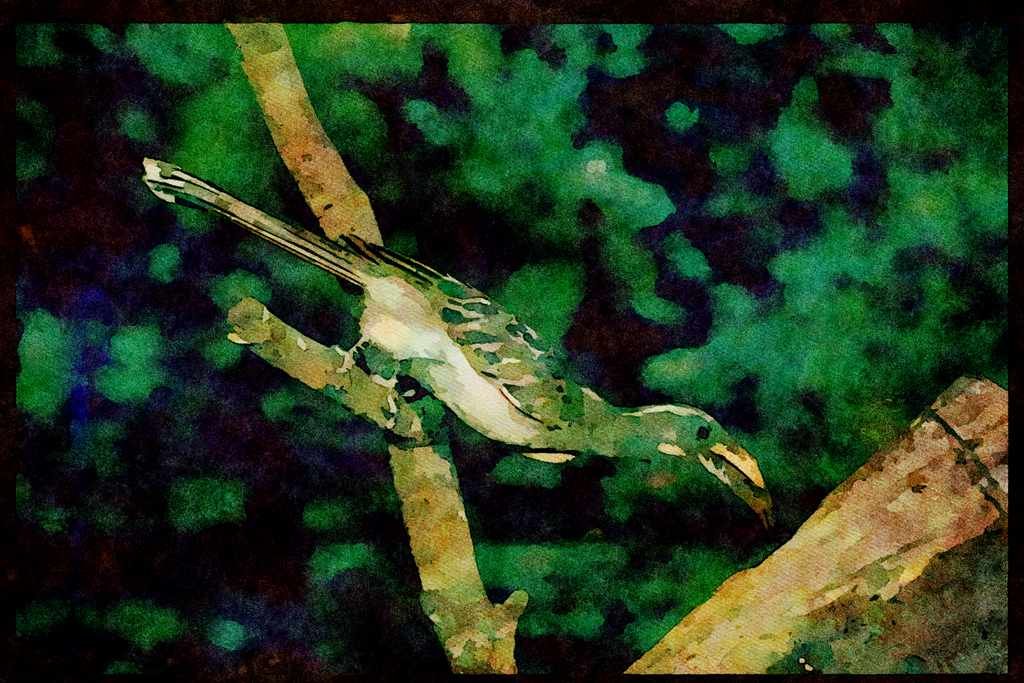 African Birds 268054 Grey Hornbill A4 Limited Edition Watercolour Print