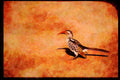 African Birds 268055 Redbilled Hornbill A4 Limited Edition Watercolour Print