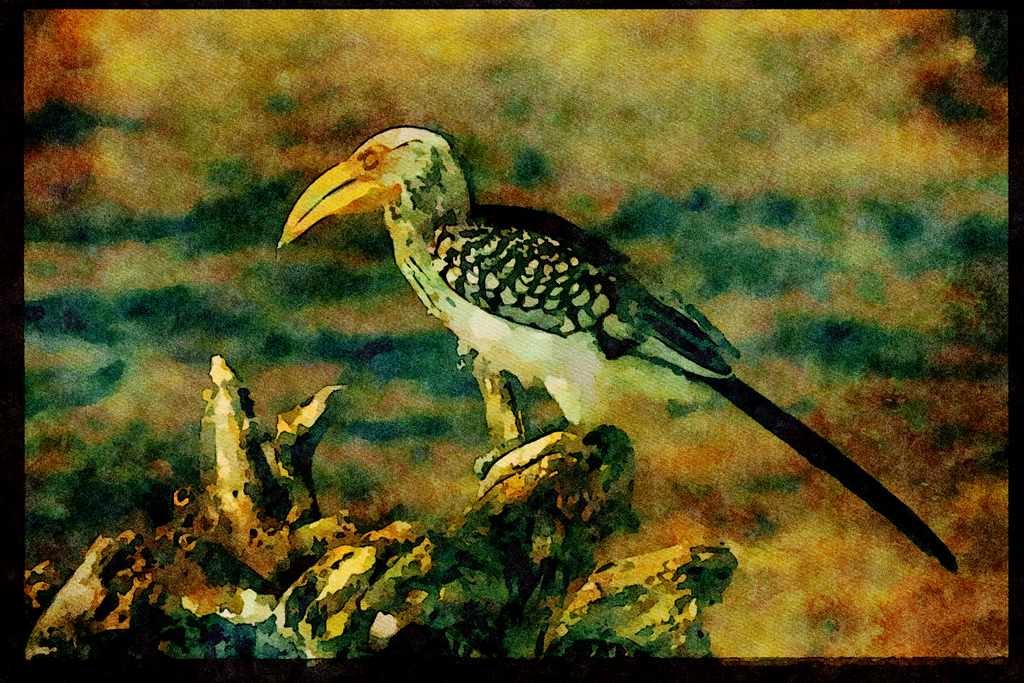 African Birds 268056 Yellowbilled Hornbill A4 Limited Edition Watercolour Print