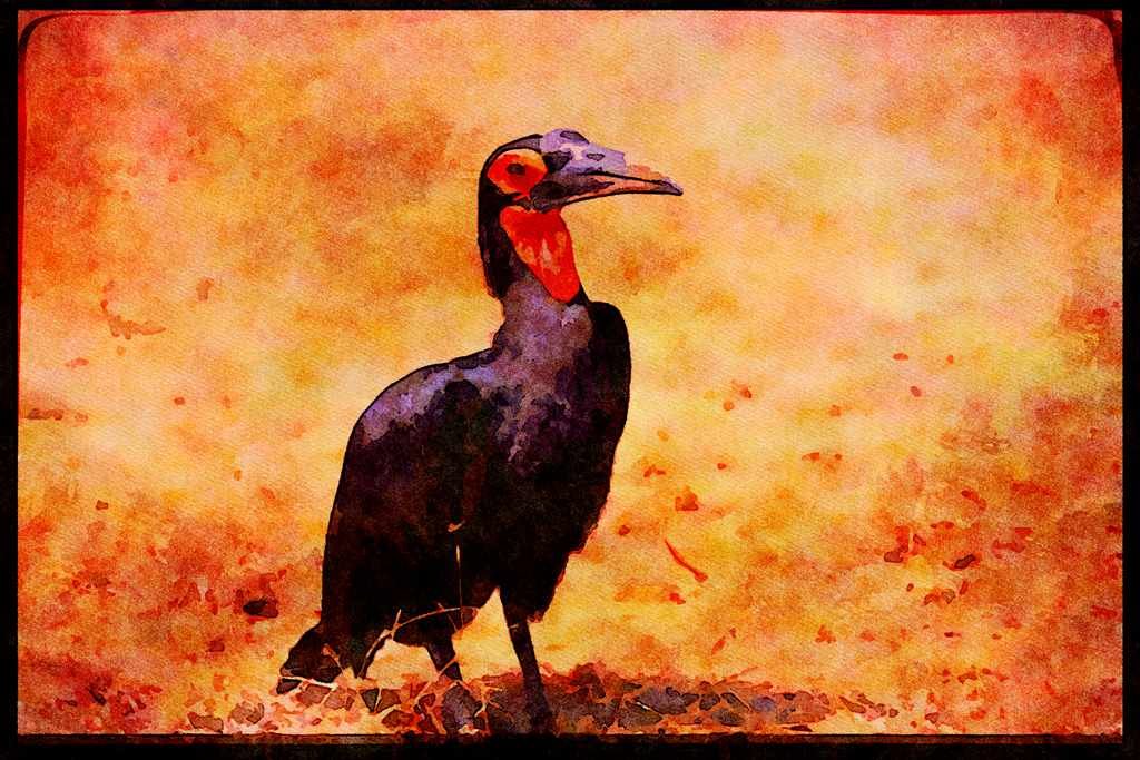 African Birds 268057 Ground Hornbill A4 Limited Edition Watercolour Print