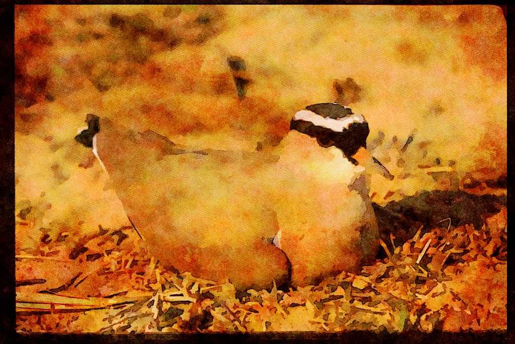 African Birds 268058 Crowned Plover A4 Limited Edition Watercolour Print