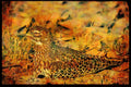 African Birds 268059 Spotted Dikkop A4 Limited Edition Watercolour Print