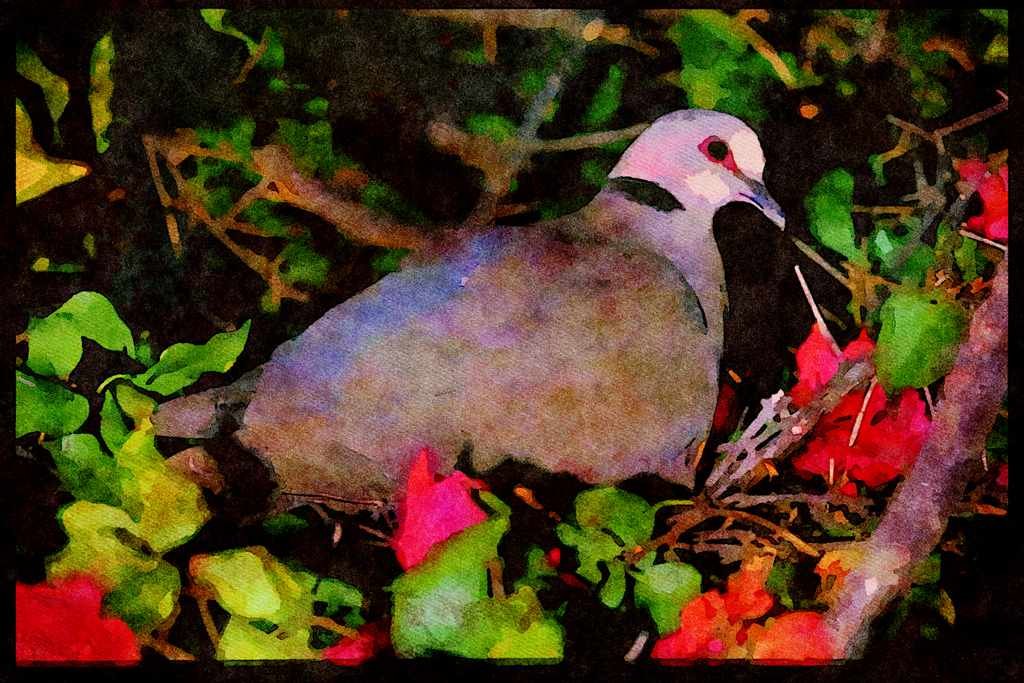 African Birds 268060 Redeye'd Dove A4 Limited Edition Watercolour Print