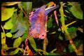 African Birds 268061 Laughing Dove A4 Limited Edition Watercolour Print