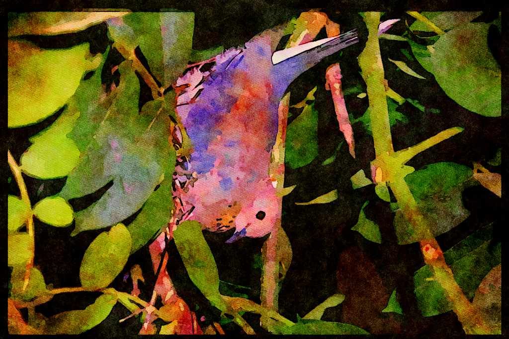 African Birds 268061 Laughing Dove A4 Limited Edition Watercolour Print
