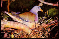 African Birds 268062 Green Pigeon A4 Limited Edition Watercolour Print