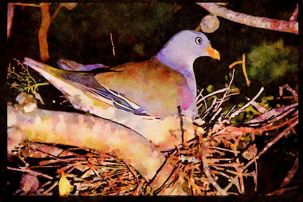 African Birds 268062 Green Pigeon A4 Limited Edition Watercolour Print