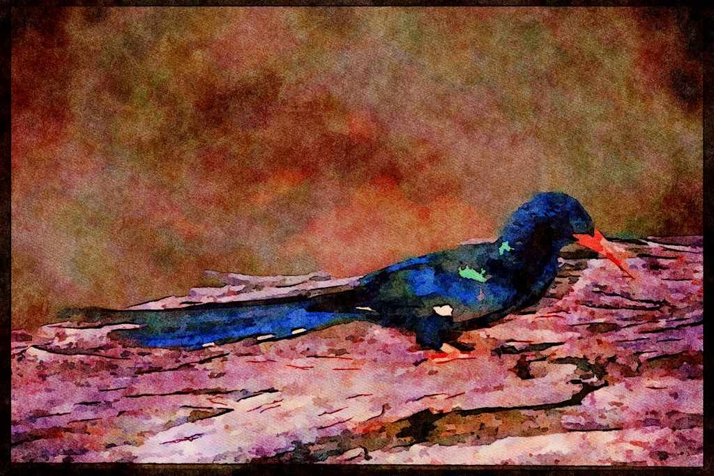 African Birds 268063 Redbilled Wood Hoopoe A4 Limited Edition Watercolour Print