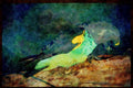 African Birds 268064 Meyer's Parrot A4 Limited Edition Watercolour Print