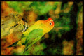 African Birds 268065 Lilians Lovebird A4 Limited Edition Watercolour Print