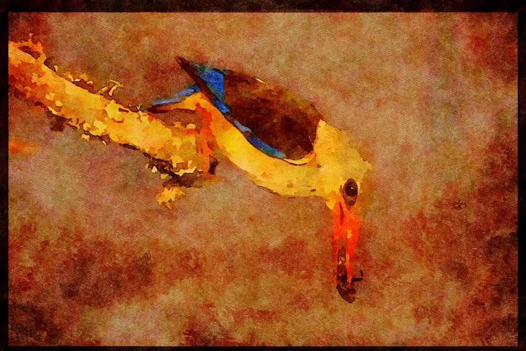 African Birds 268066 Greyhooded Kingfisher A4 Limited Edition Watercolour Print