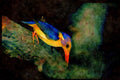 African Birds 268067 Pygmy Kingfisher A4 Limited Edition Watercolour Print