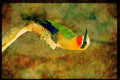 African Birds 268068 Whitefronted Bee Eater A4 Limited Edition Watercolour Print
