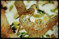 African Birds 268069 Black Cuckoo Shrike A4 Limited Edition Watercolour Print