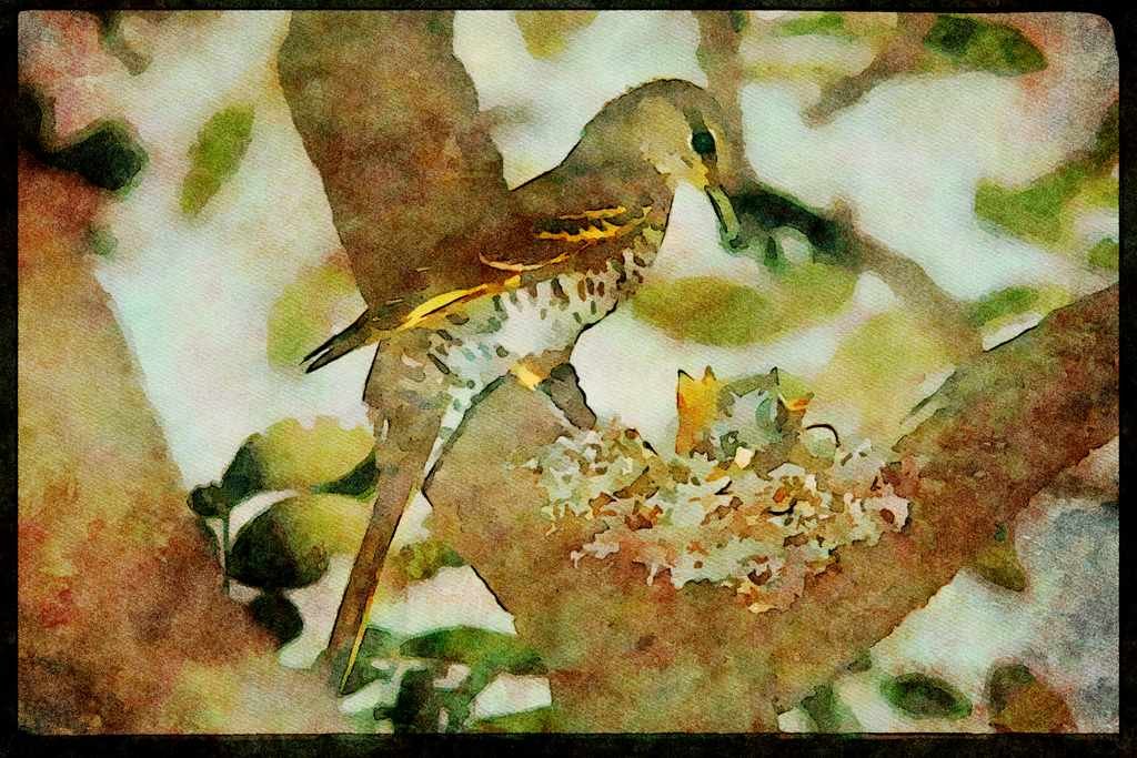African Birds 268069 Black Cuckoo Shrike A4 Limited Edition Watercolour Print