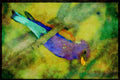 African Birds 268070 Broadbilled Roller A4 Limited Edition Watercolour Print