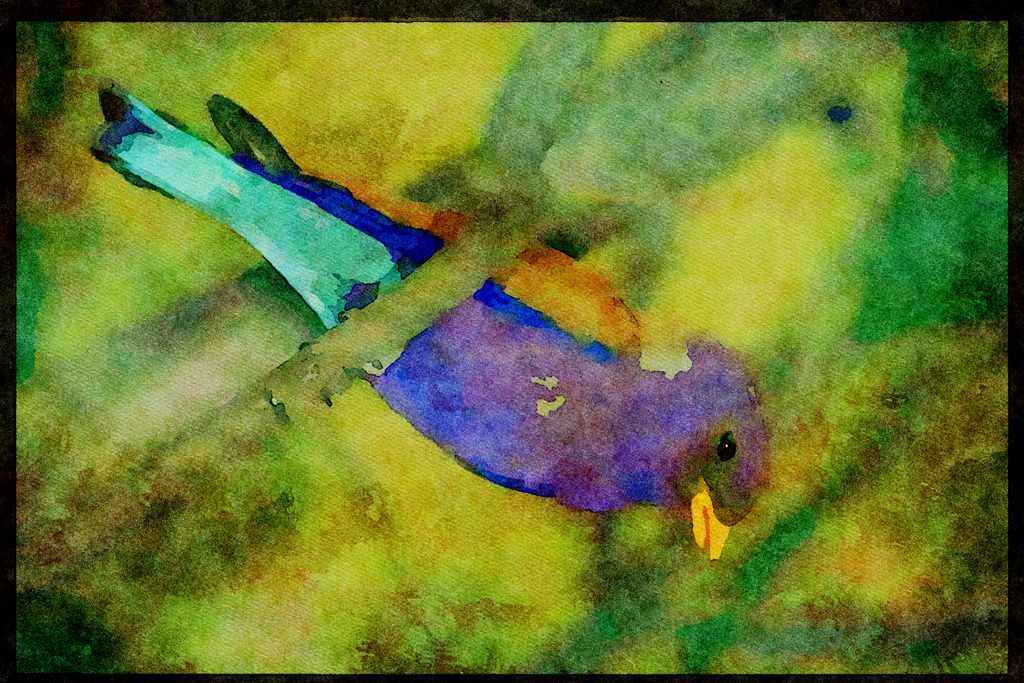 African Birds 268070 Broadbilled Roller A4 Limited Edition Watercolour Print