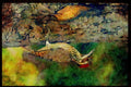 African Birds 268072 Bennett's Woodpecker A4 Limited Edition Watercolour Print