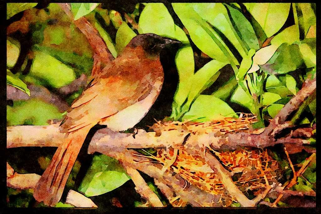 African Birds 268073 Blackeyed Bulul A4 Limited Edition Watercolour Print