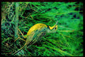African Birds 268074 Yellowthroated Longclaw A4 Limited Edition Watercolour Print