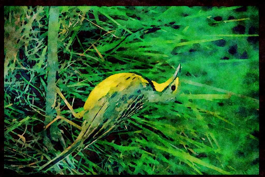 African Birds 268074 Yellowthroated Longclaw A4 Limited Edition Watercolour Print