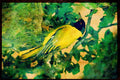 African Birds 268075 Blackheaded Oriole A4 Limited Edition Watercolour Print