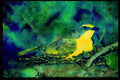 African Birds 268076 Orangebreasted Bush Shrike A4 Limited Edition Watercolour Print