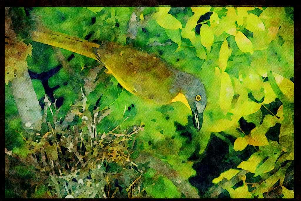 African Birds 268077 Greyheaded Bush Shrike A4 Limited Edition Watercolour Print