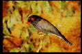 African Birds 268078 Redbilled Helmet Shrike A4 Limited Edition Watercolour Print