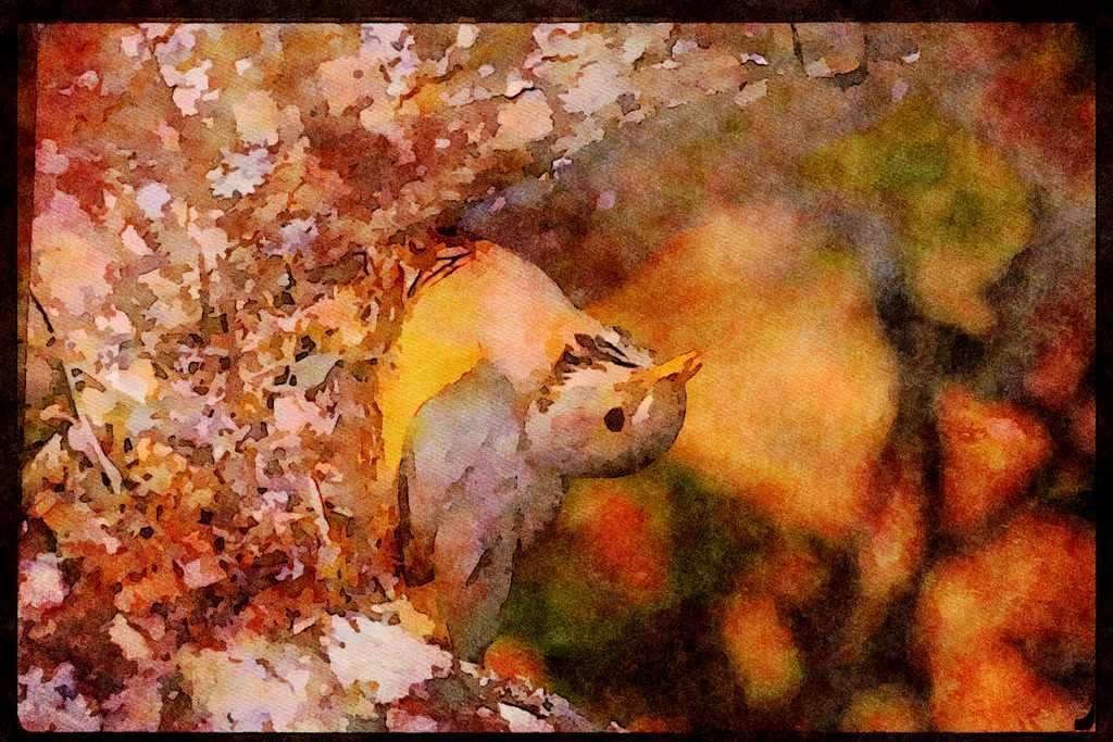 African Birds 268079 Kurrichane Thrush A4 Limited Edition Watercolour Print