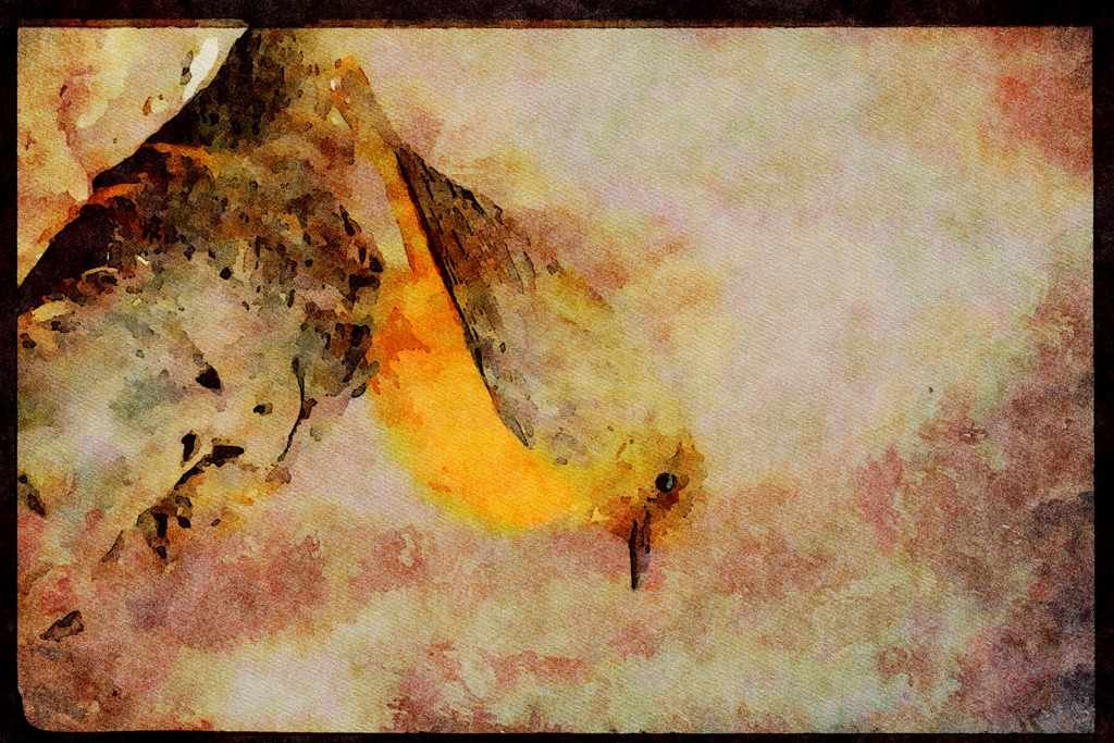 African Birds 268080 Cape Rock Thrush A4 Limited Edition Watercolour Print