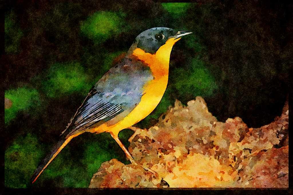 African Birds 268081 Chorister Robin A4 Limited Edition Watercolour Print