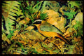 African Birds 268082 Heuglins Robin A4 Limited Edition Watercolour Print
