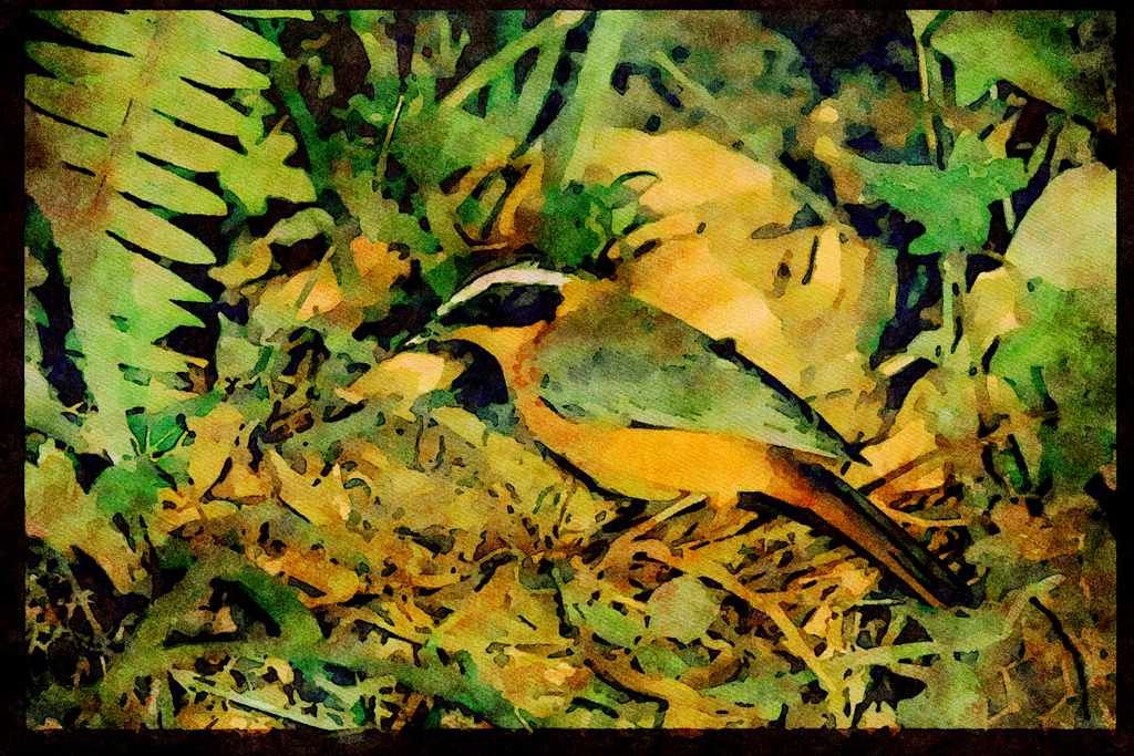 African Birds 268082 Heuglins Robin A4 Limited Edition Watercolour Print